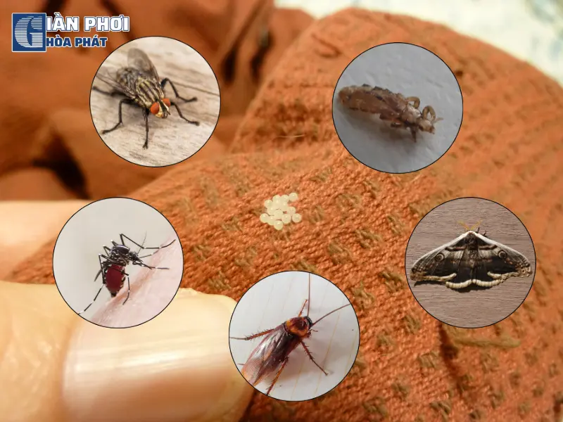 phơi quần áo bị côn trùng đẻ trứng phơi quần áo bị côn trùng đẻ trứng