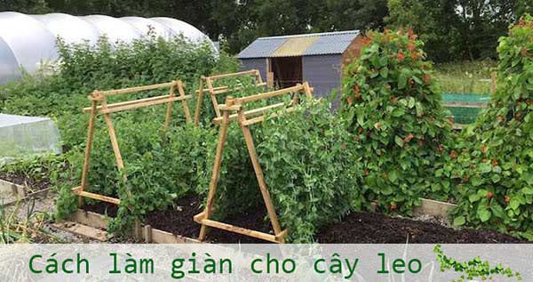 #Hướng Dẫn Cách Làm Giàn Cho Cây Leo Trên Sân Thượng